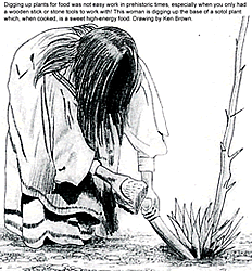 black and white line drawing of a woman digging an agave