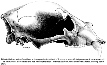 black and white line drawing of a bear skull
