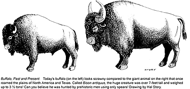 black and white line drawing of two bison