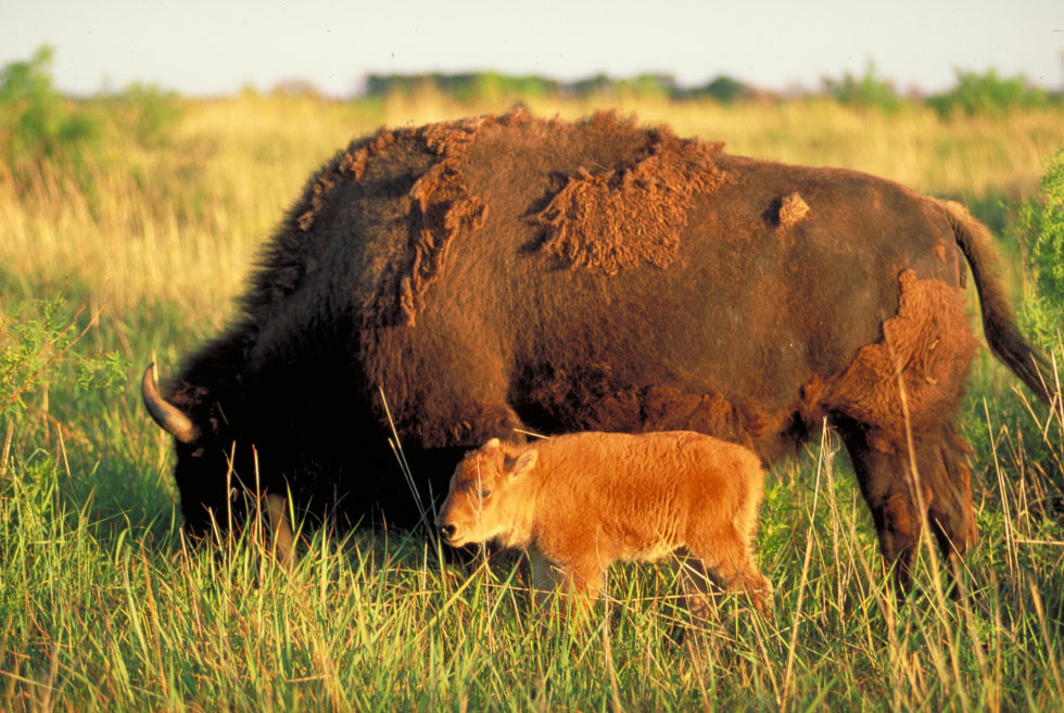 photograph of an adult bison and calf in a field