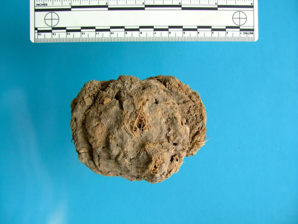 photograph of a flat, dried, light brown feces on a blue background