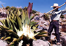 photograph man tending agave fields