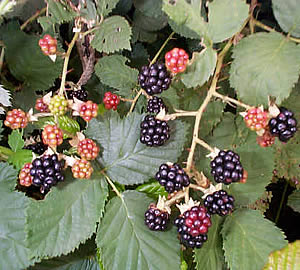 photograph of blackberry plant in fruit