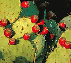 photograph of red fruits on prickly pear cactus pads