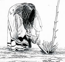 drawing of woman digging a spikey plant