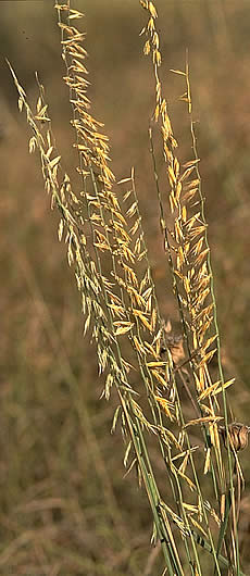 photo of golden grass stalks with seed heads