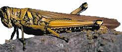 photograph of a grasshopper