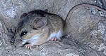 photograph of a rat