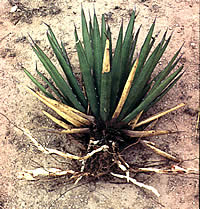 photograph of uprooted lechuguilla lying on the dirt