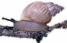 photograph of a snail