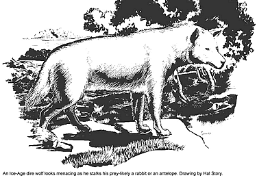 black and white line drawing of a wolf