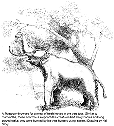 black and white line drawing of an elephant reaching with its trunk into tree branches