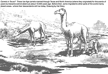 black and white line drawing of two camels