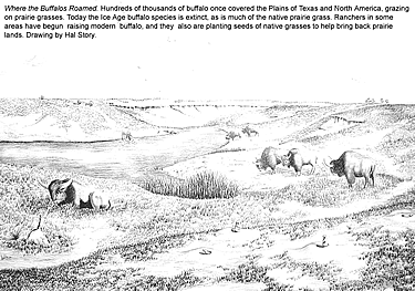 black and white line drawing of bison on a rolling plain