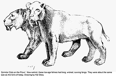 black and white line drawing of two saber tooth cats