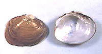 photo of mussel shells