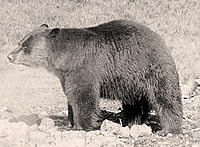 photo of bear