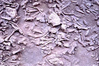photo showing exposed part of Bone Bed 2