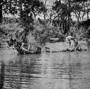photograph that appeared in a 1916 report called: A Social and Economic Survey of Southern Travis County, along with the following caption: "Getting Water from Onion Creek