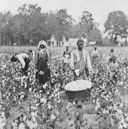 black and white photo of adults and children picking cotton
						