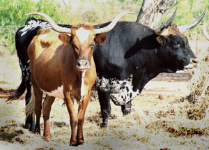 photo of longhorn cattle