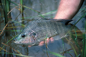 photo of a freshwater drum