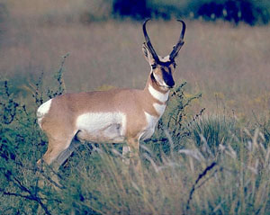 photo of a proghorn antelope
