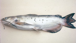 photo of a catfish