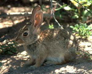photo of a desert cottontail