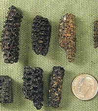 Photo of charred corn cobs, few of which are mroe than twice the size of a dime.