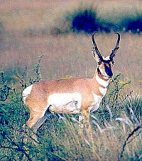 Photo of antelope.