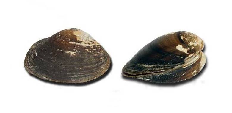 mussel